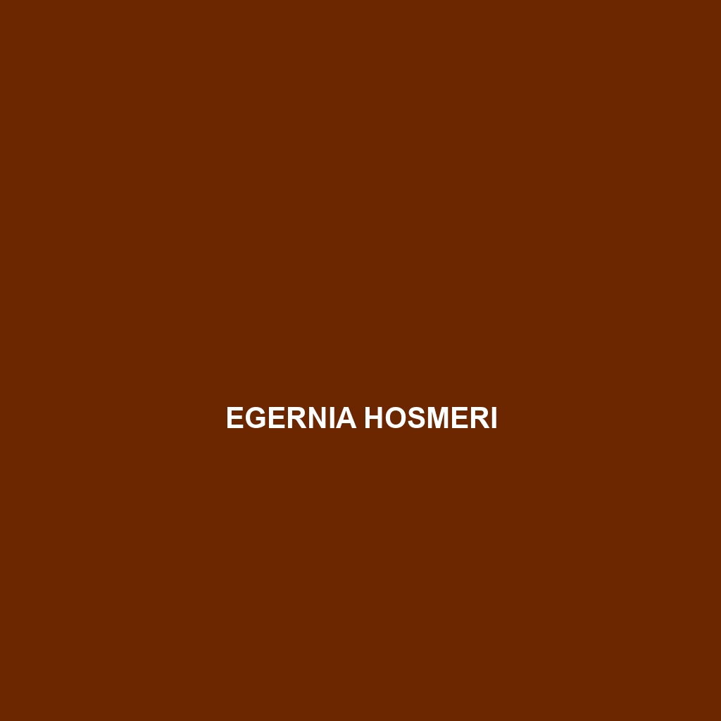 Egernia hosmeri