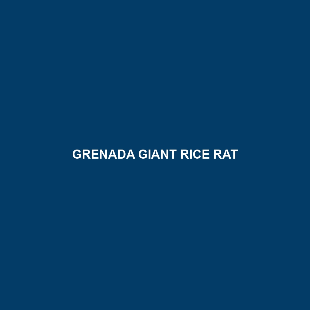 Grenada Giant Rice Rat