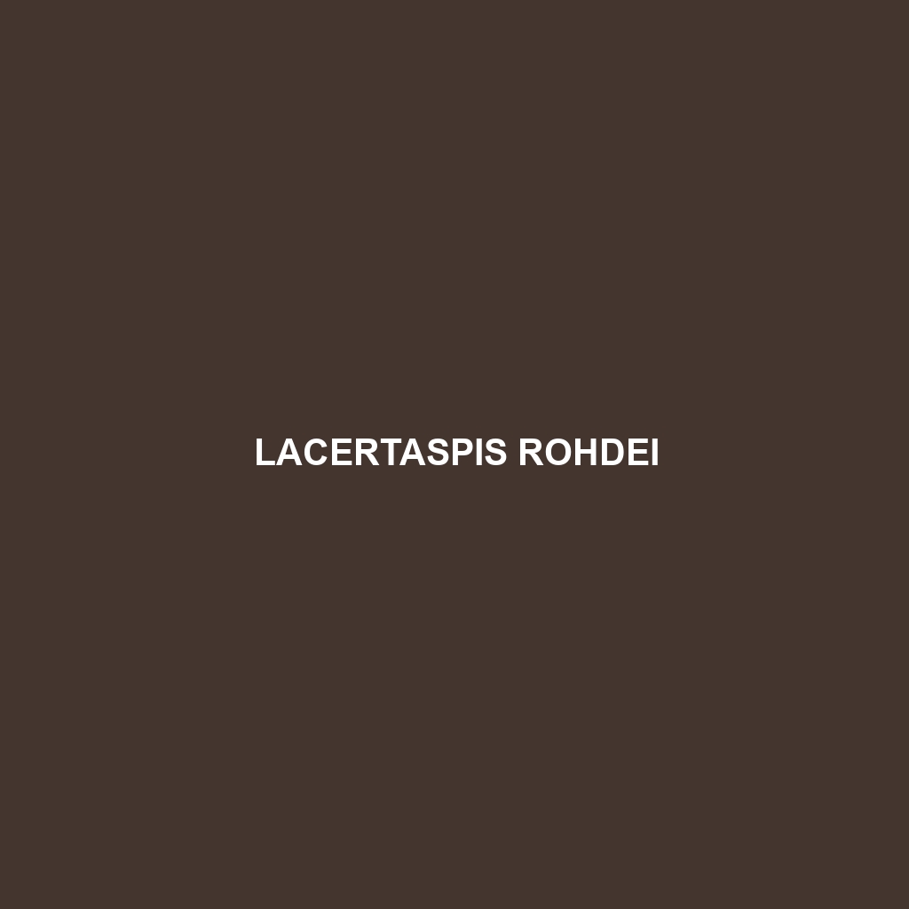 Lacertaspis rohdei