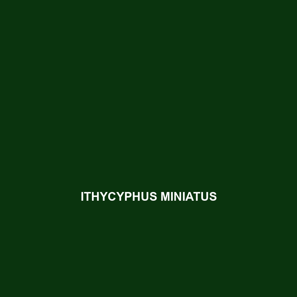 Ithycyphus miniatus