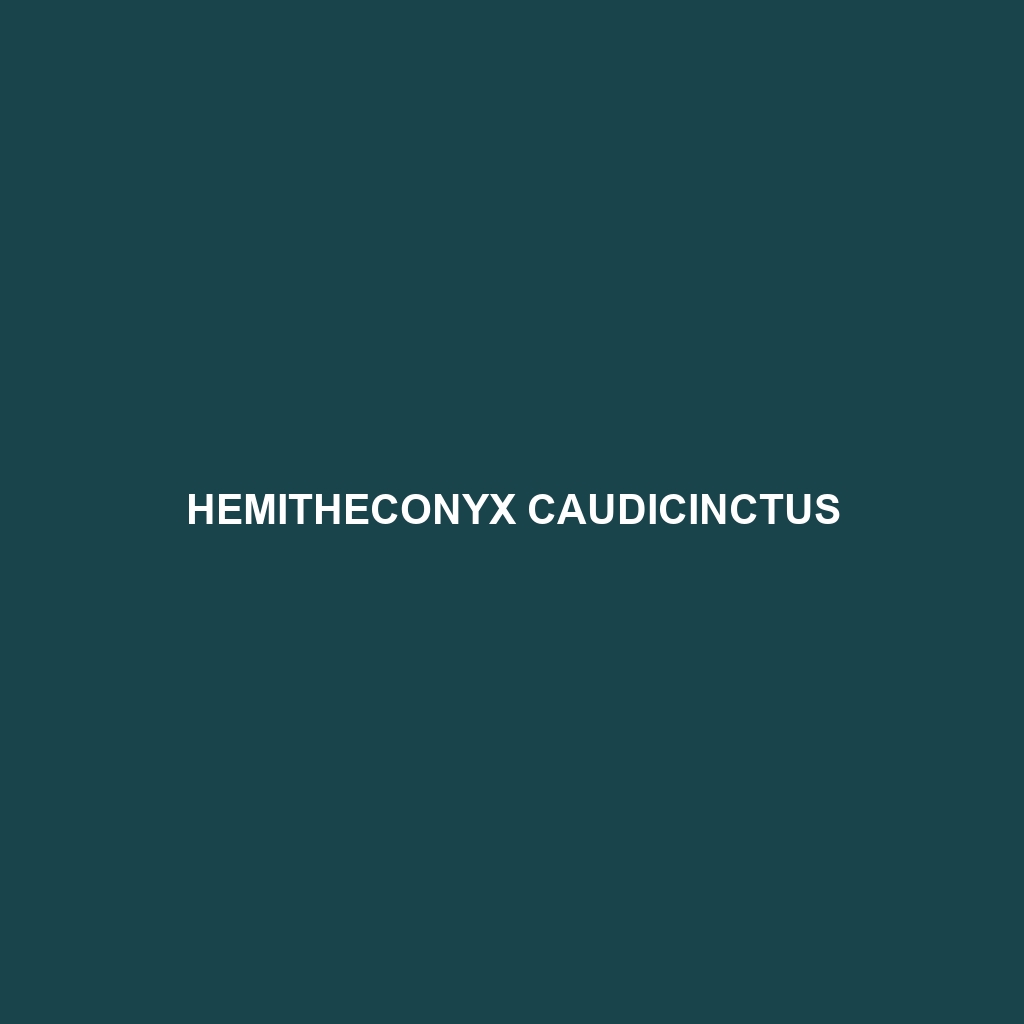 Hemitheconyx caudicinctus