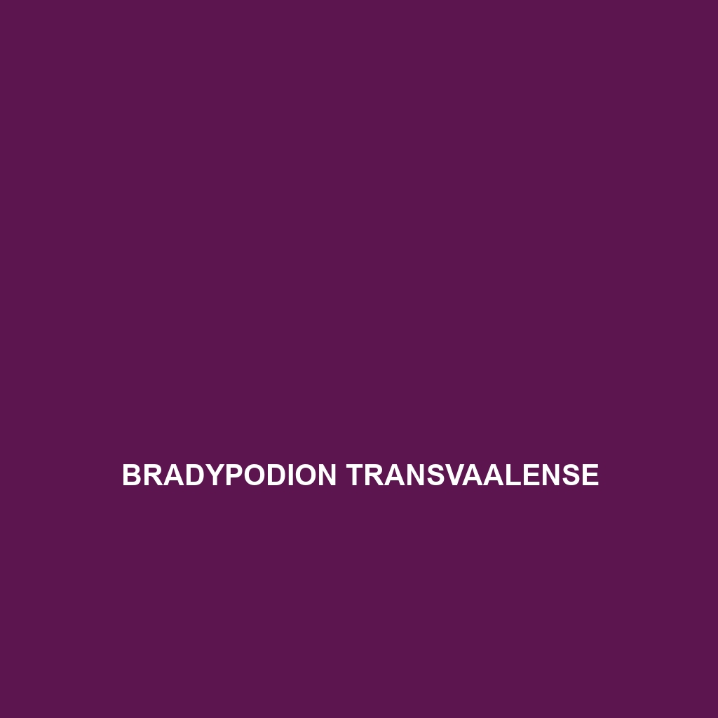 Bradypodion transvaalense