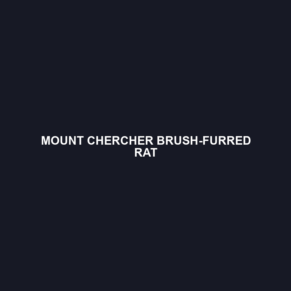 Mount Chercher Brush-furred Rat