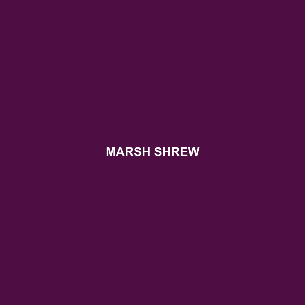 Marsh Shrew