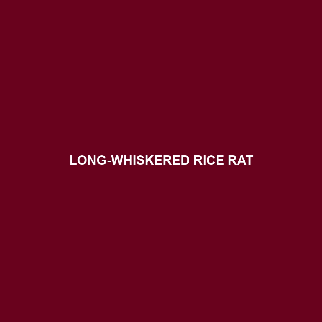 Talamancan Rice Rat