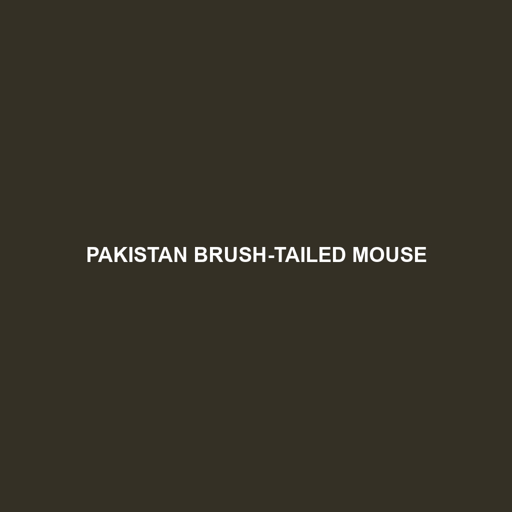 Pakistan Brush-tailed Mouse