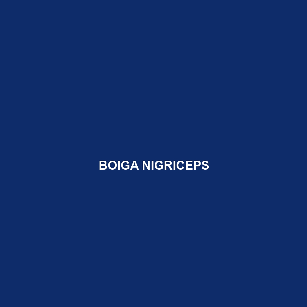 Boiga nigriceps