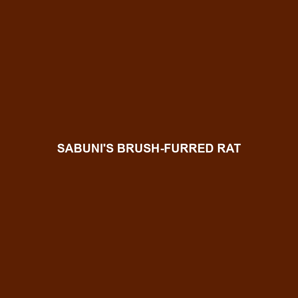 Sabuni's Brush-furred Rat