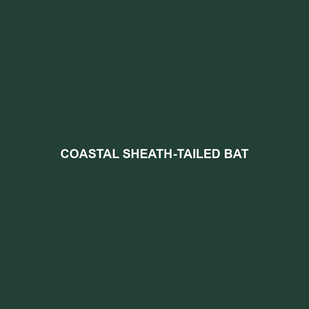 Coastal Sheath-tailed Bat