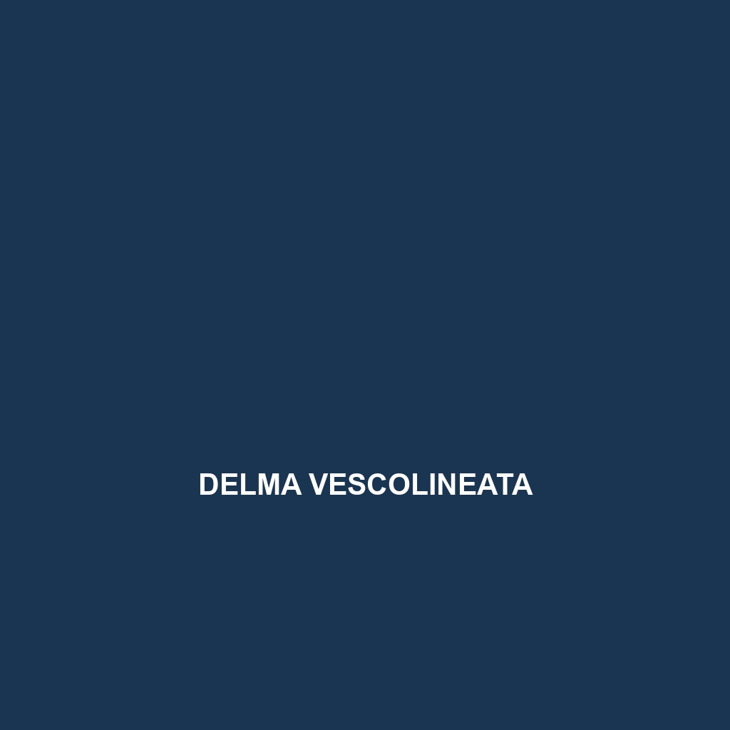 Delma vescolineata