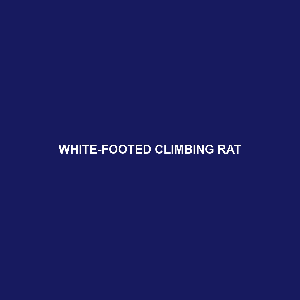 White-footed Climbing Rat