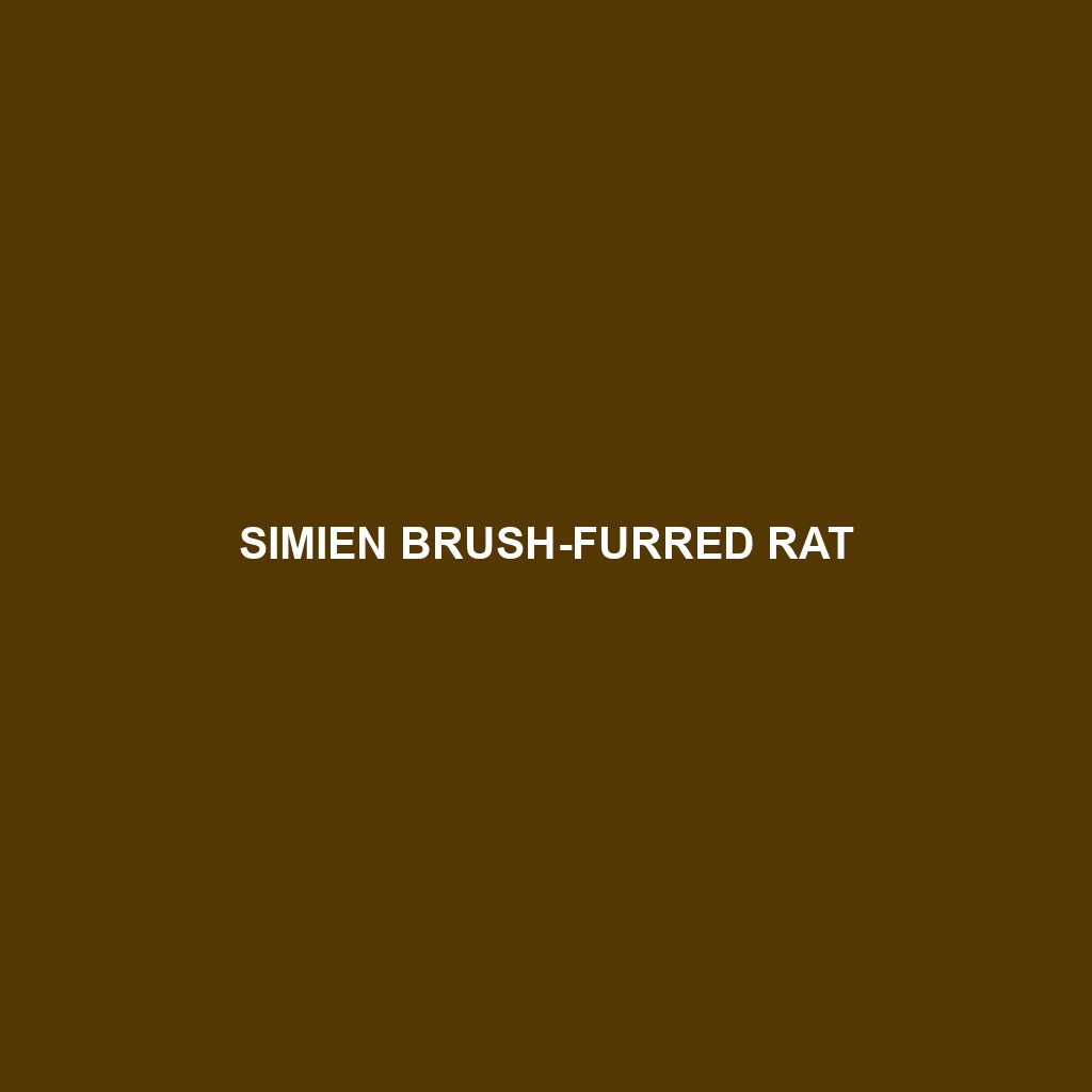 Simien Brush-furred Rat