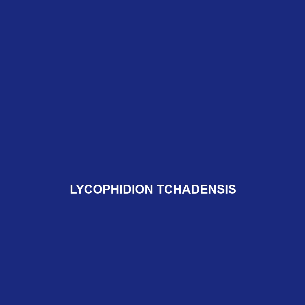 Lycophidion tchadensis