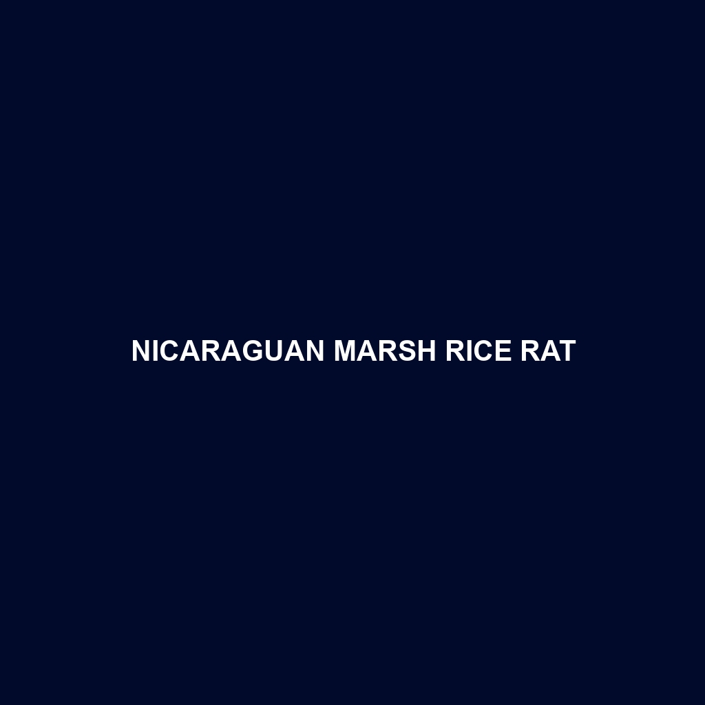 Nicaraguan Marsh Rice Rat