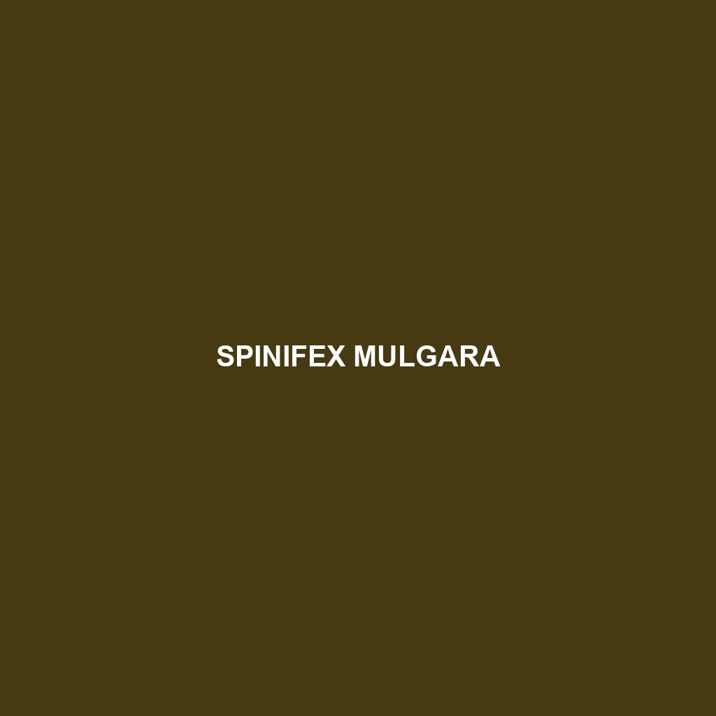 Spinifex Mulgara