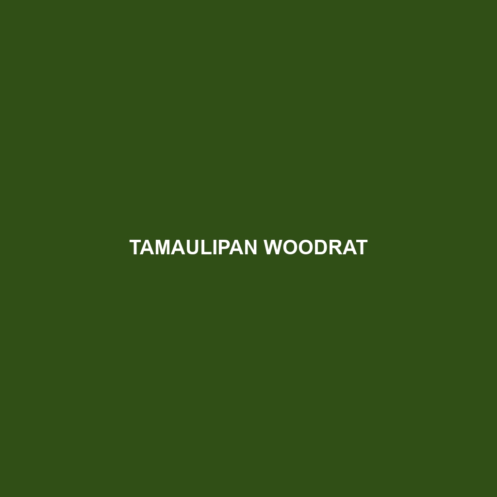 Tamaulipan Woodrat