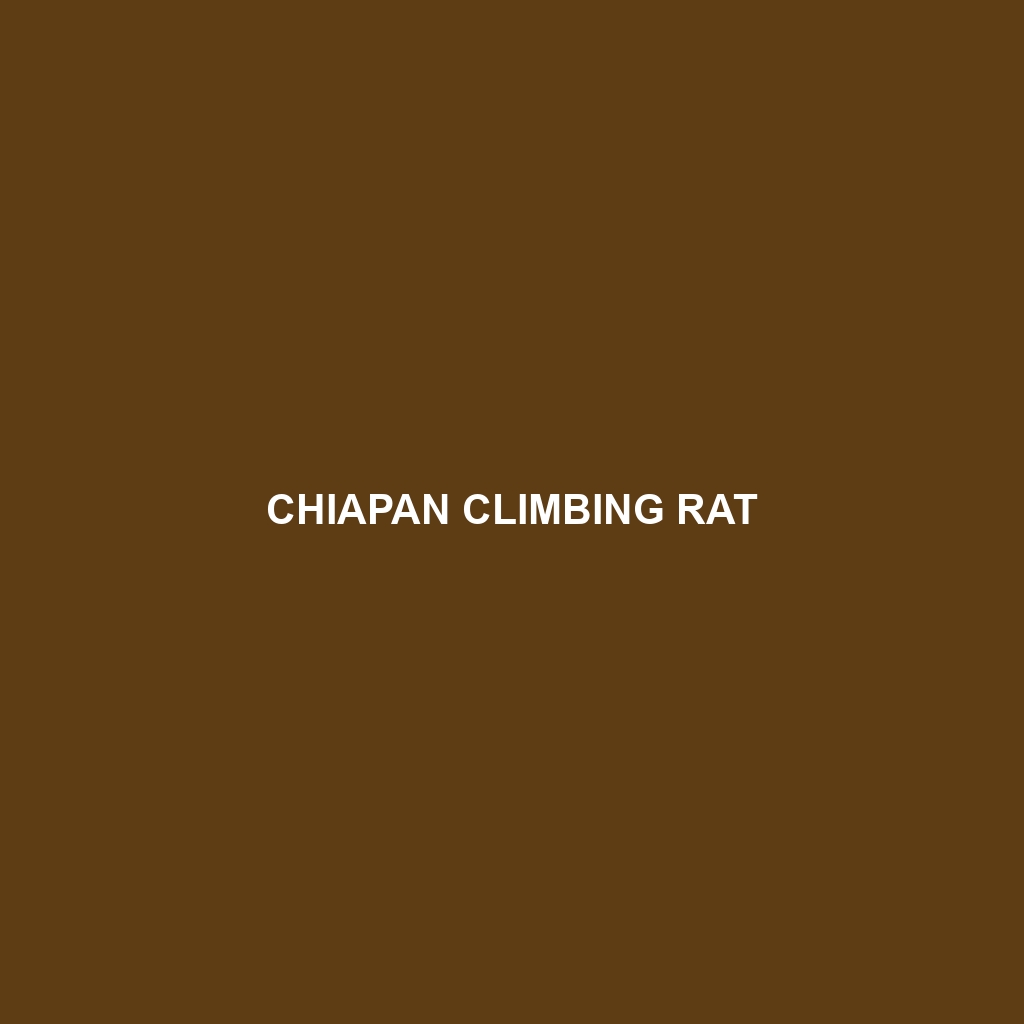 Chiapan Climbing Rat