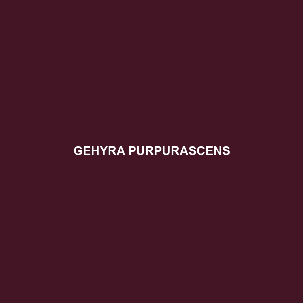 Gehyra purpurascens