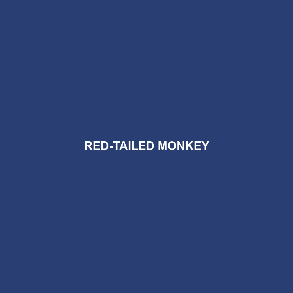 Red-tailed Monkey