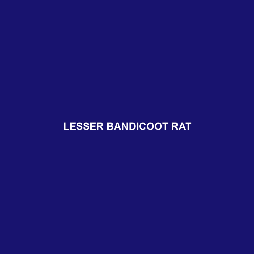 Lesser Bandicoot Rat