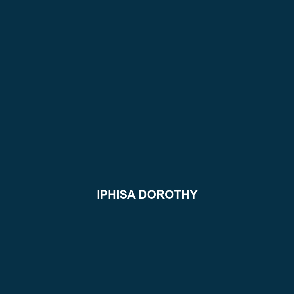 Iphisa dorothy