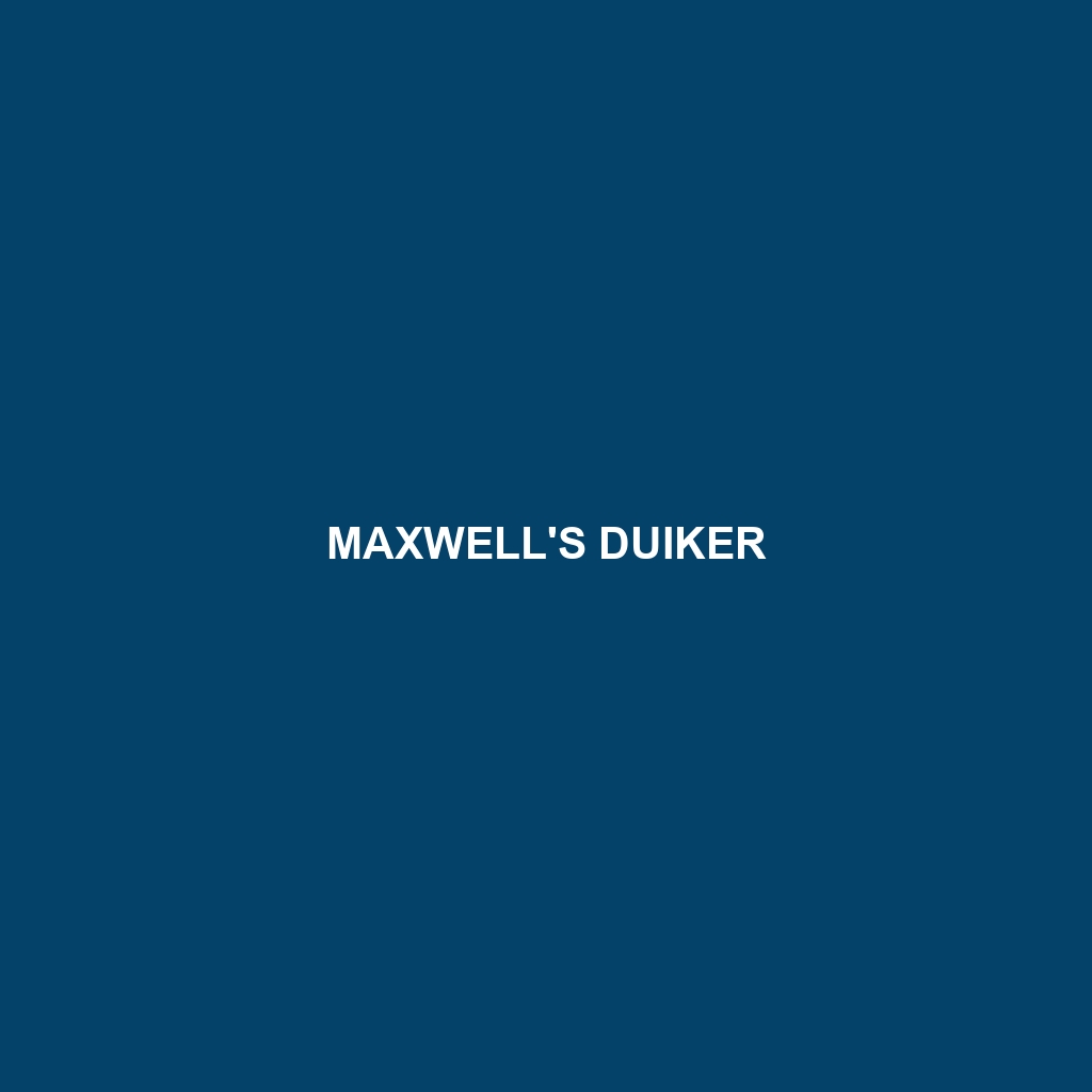 Maxwell's Duiker