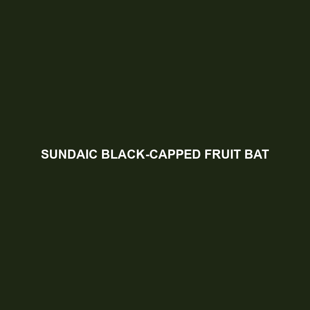 Sundaic Black-capped Fruit Bat