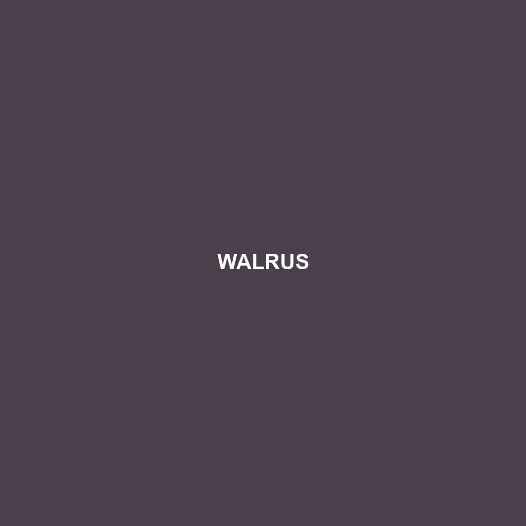 Walrus