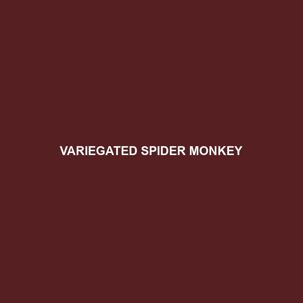 Variegated Spider Monkey