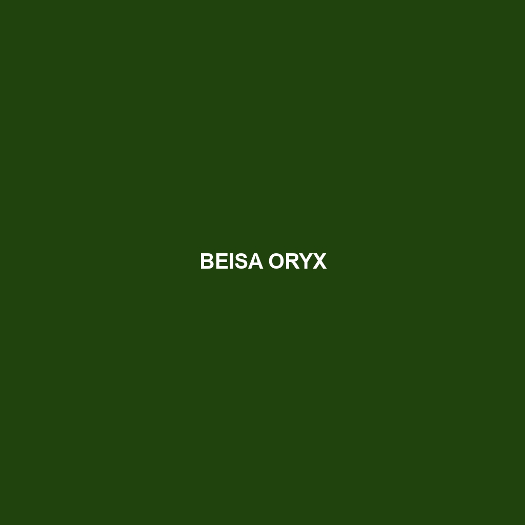 Beisa Oryx