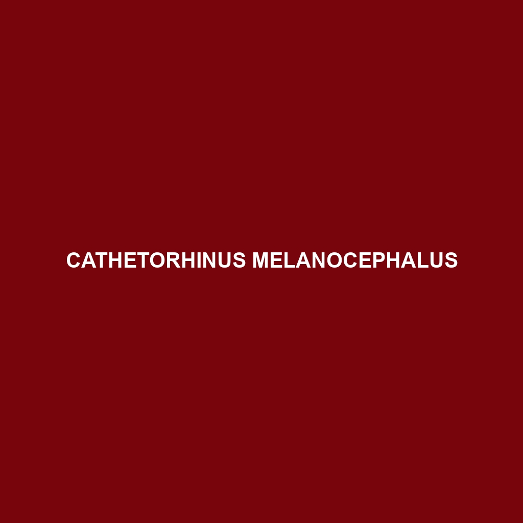 Cathetorhinus melanocephalus