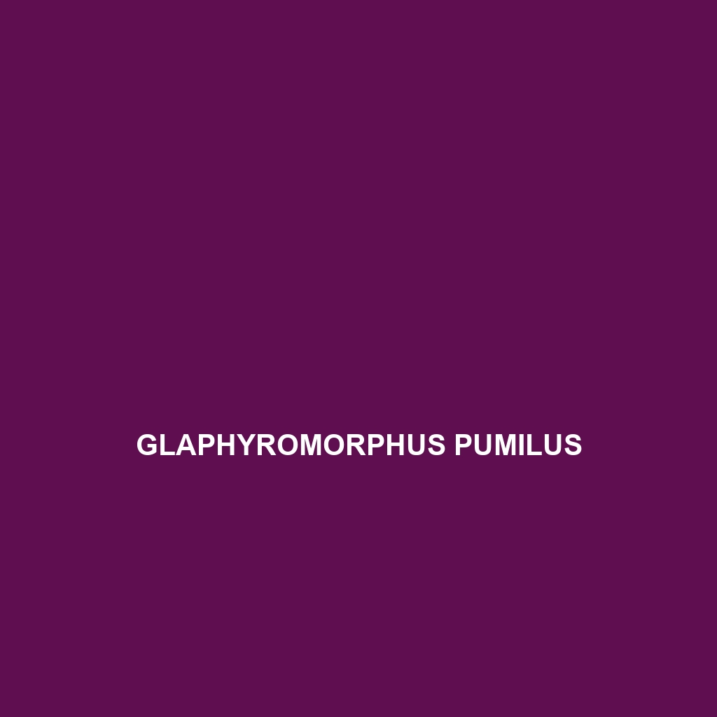 Glaphyromorphus pumilus