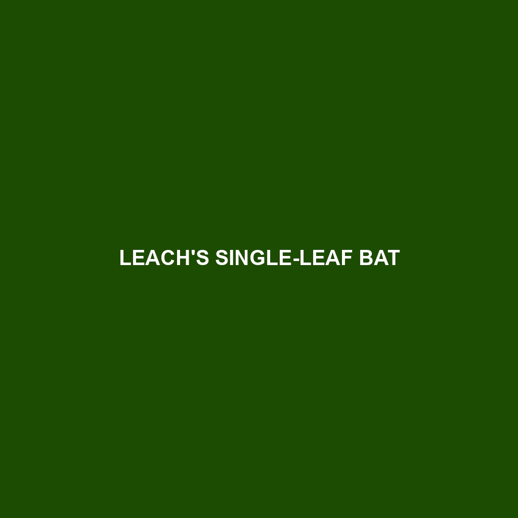 Leach's Single-leaf Bat