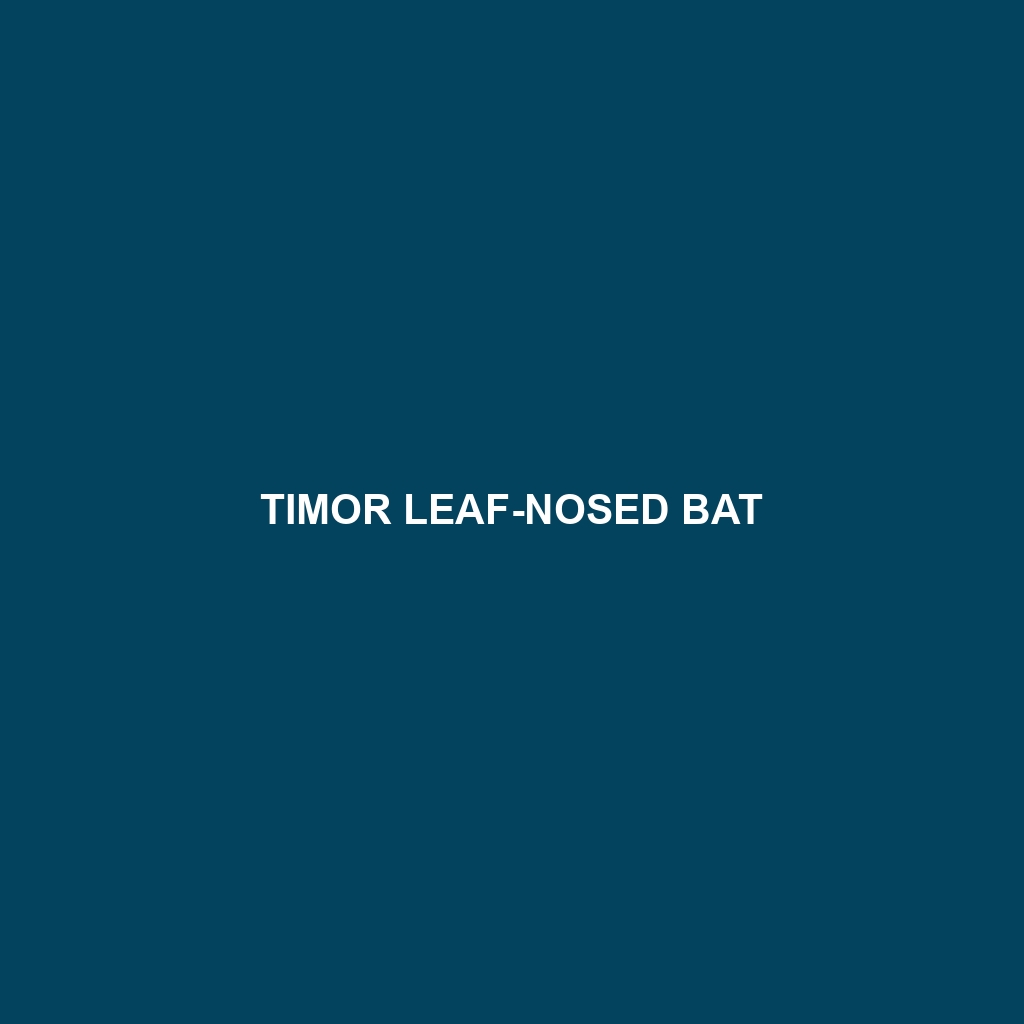 Timor Leaf-nosed Bat