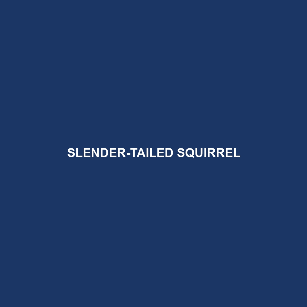 Slender-tailed Squirrel