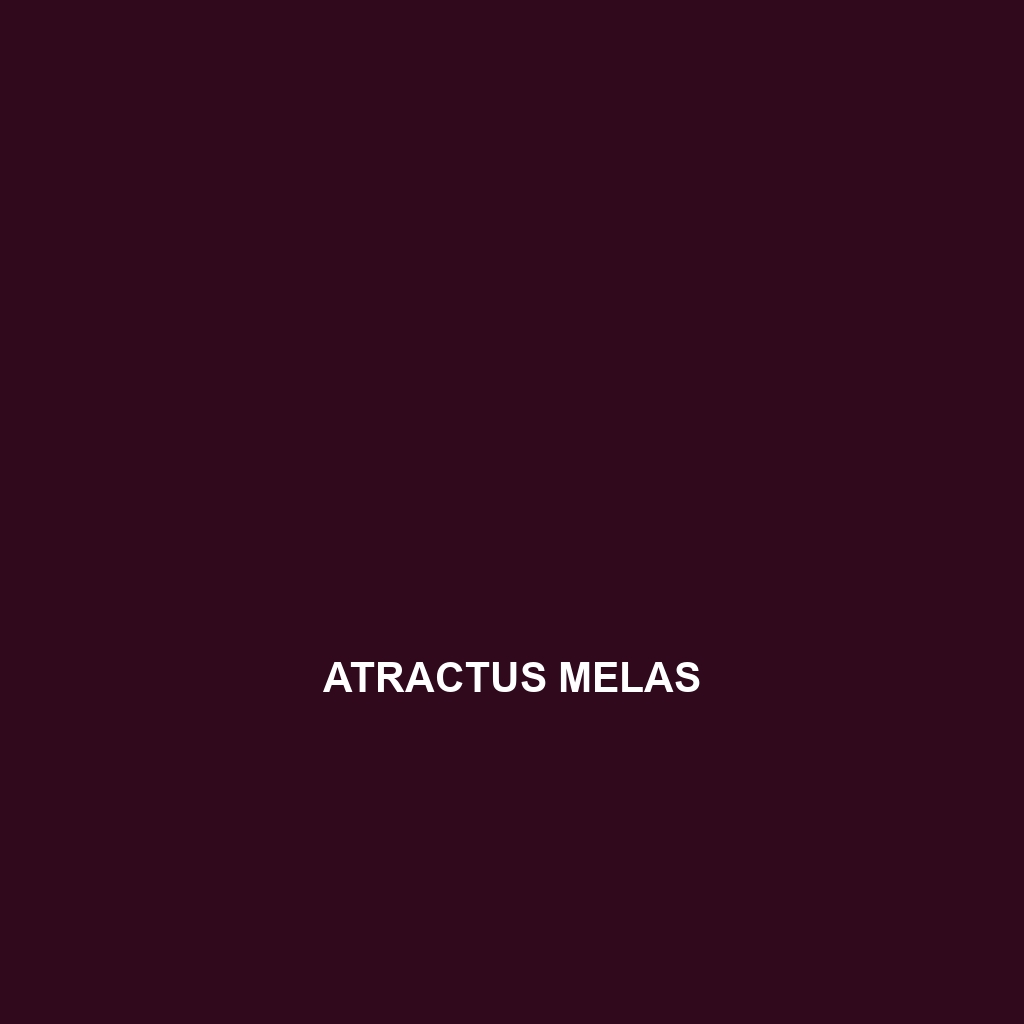 Atractus melas