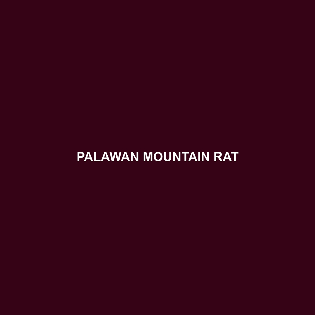 Palawan Mountain Rat