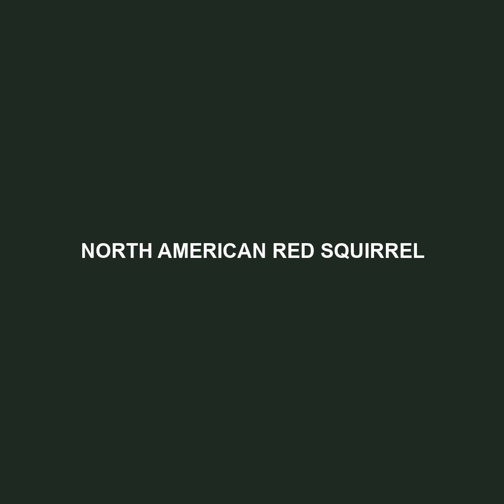 North American Red Squirrel