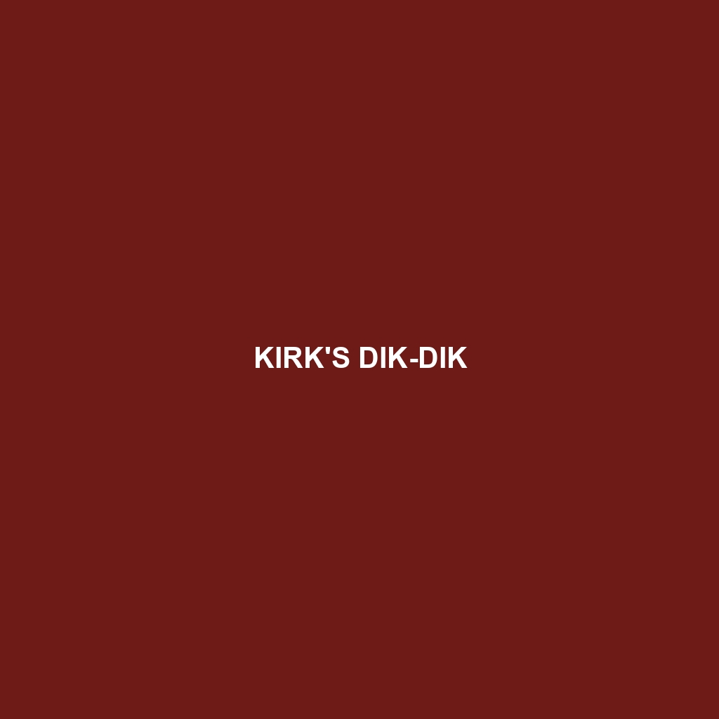 Kirk's Dik-dik