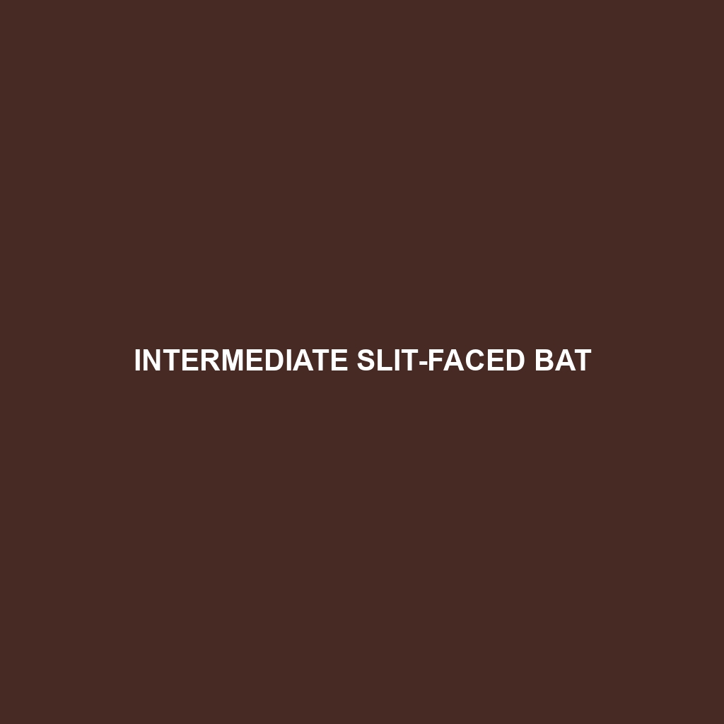 Intermediate Slit-faced Bat