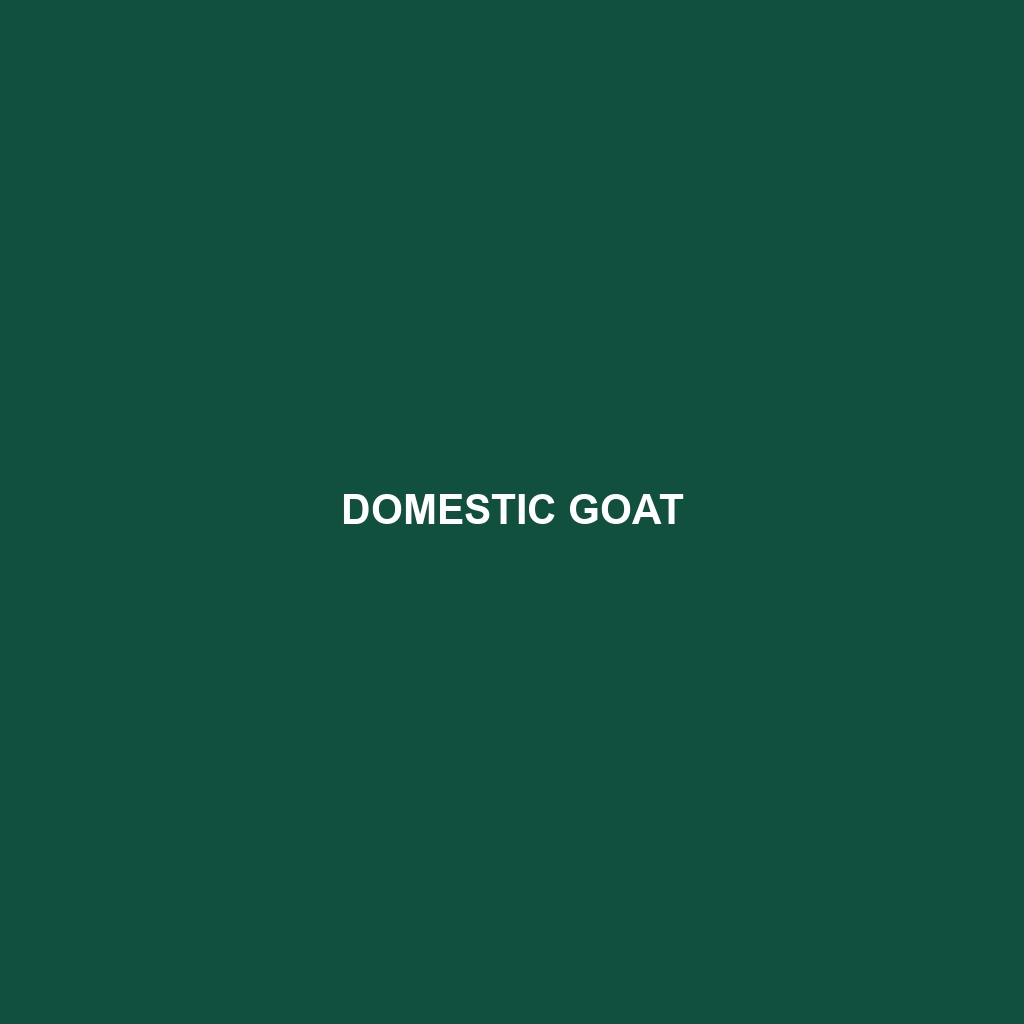 Domestic Goat