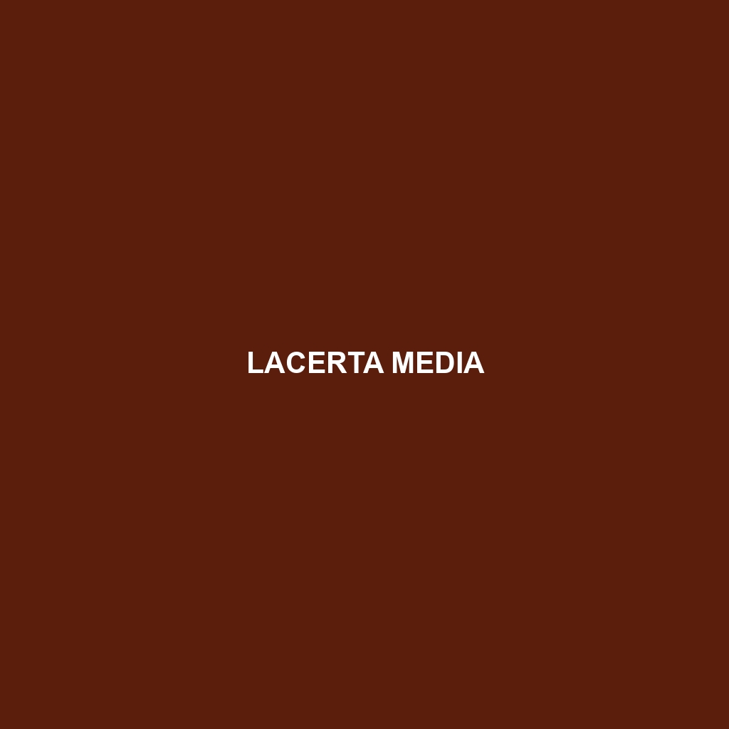 Lacerta media