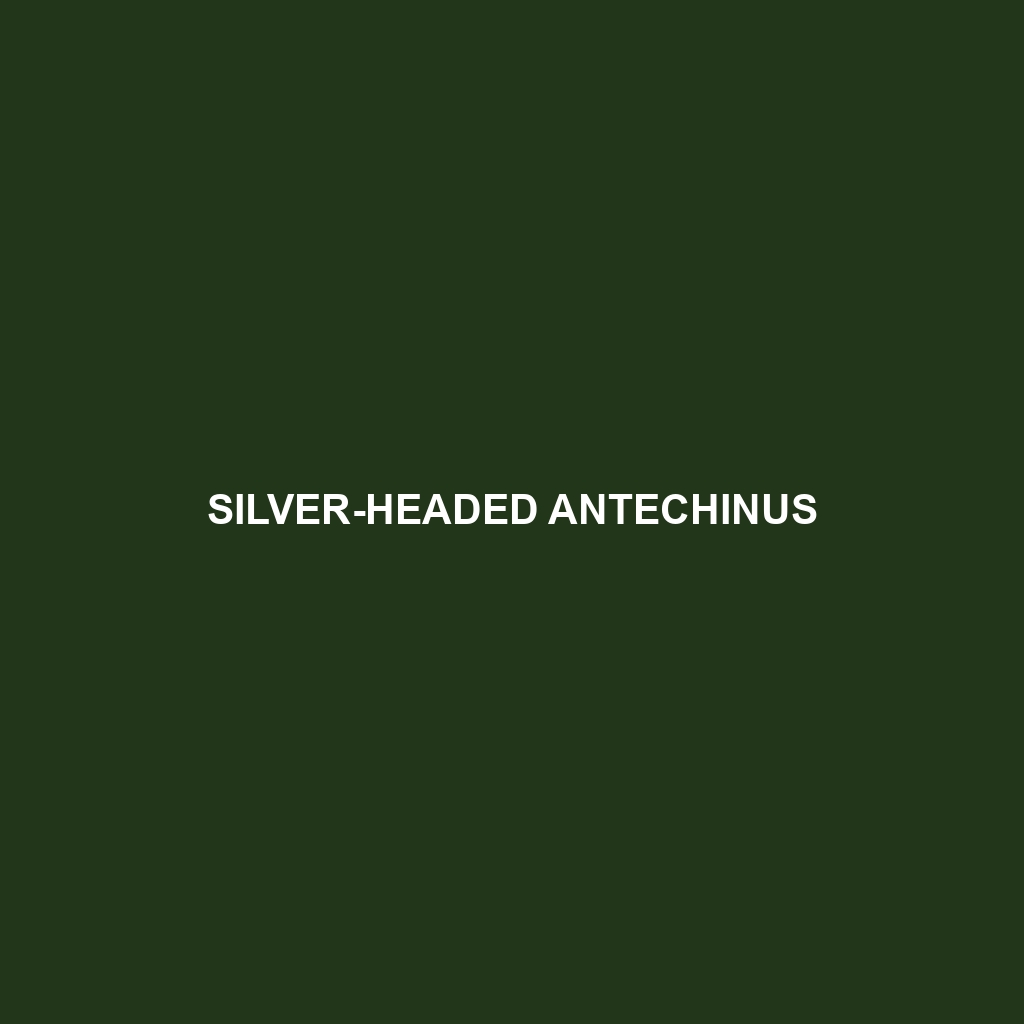 Silver-headed Antechinus