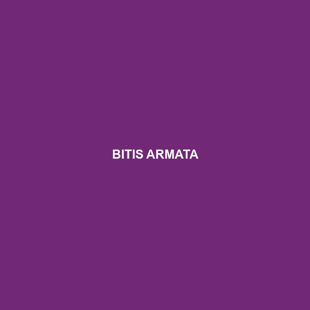 Bitis armata