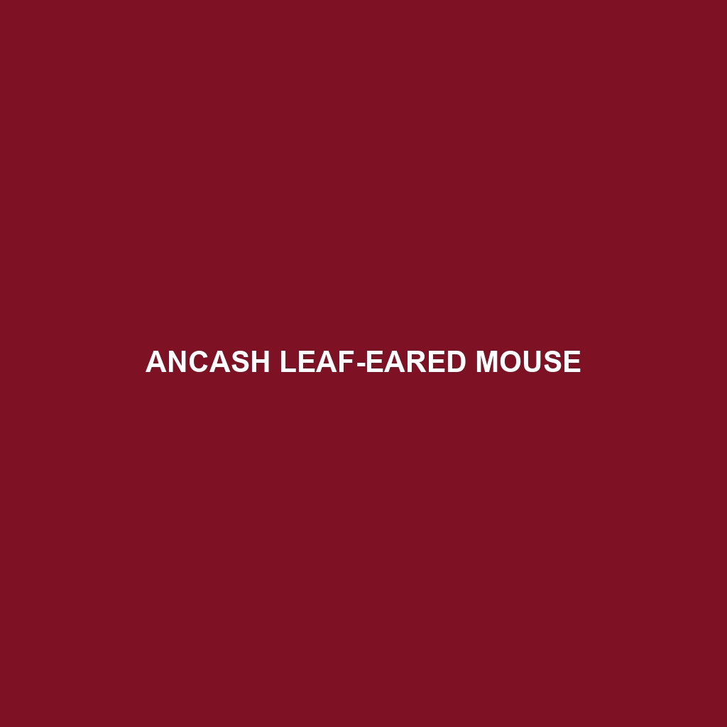 Ancash Leaf-eared Mouse