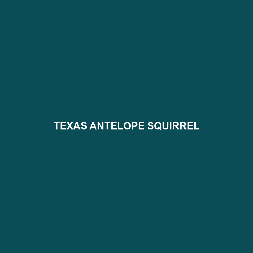 Texas Antelope Squirrel