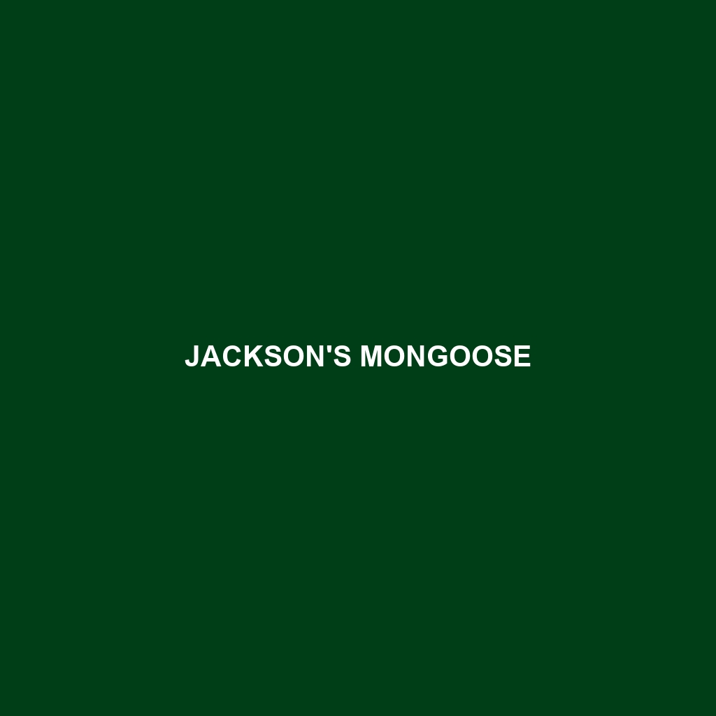 Jackson's Mongoose