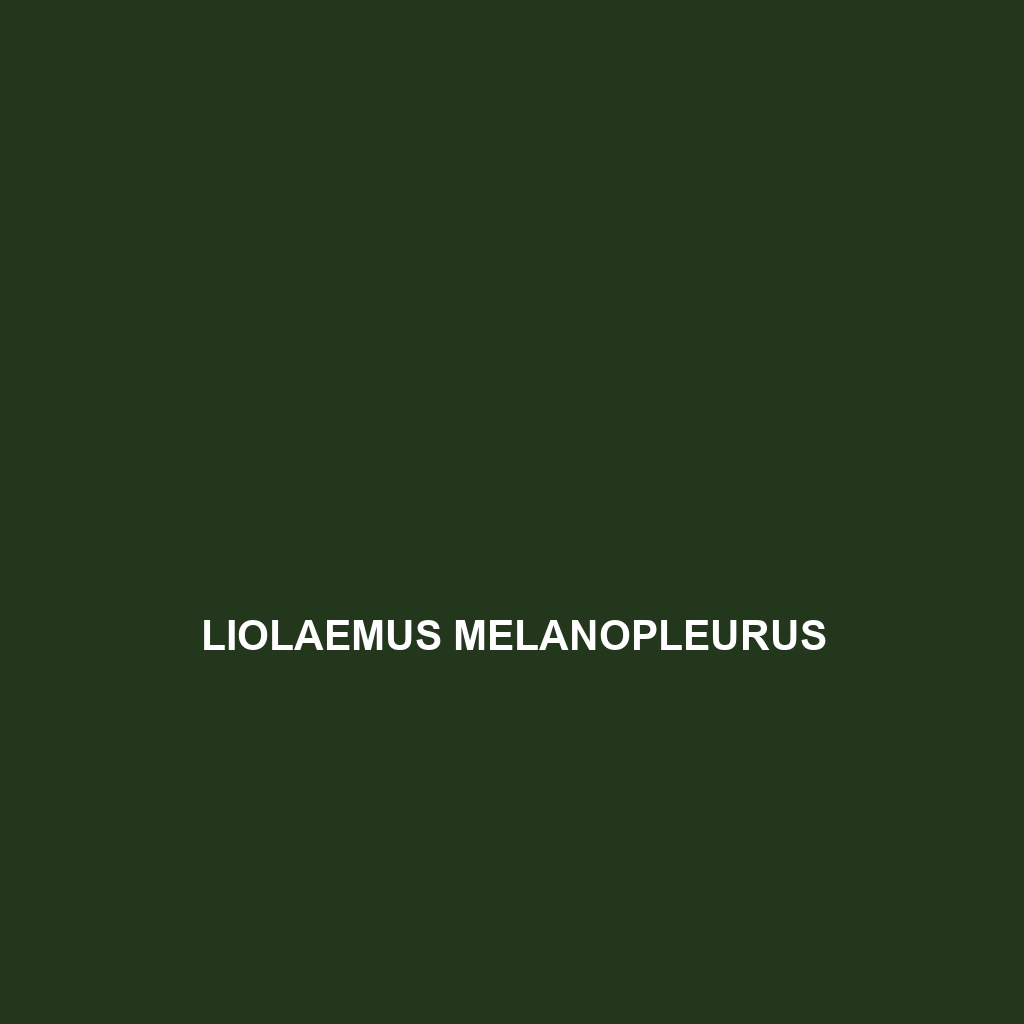 Liolaemus melanopleurus