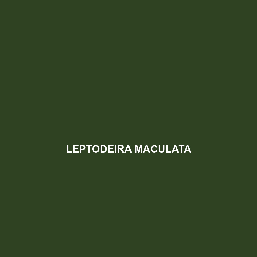 Leptodeira maculata