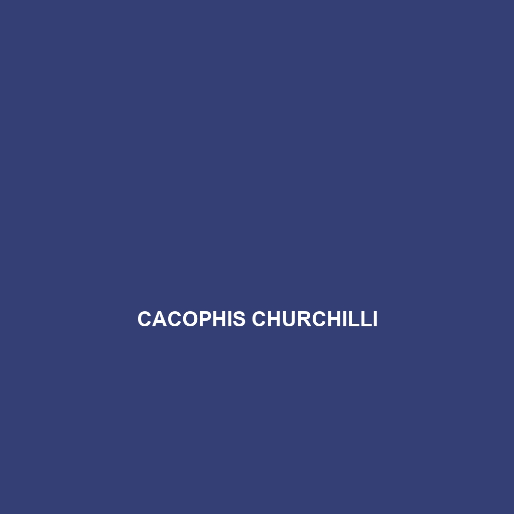 Cacophis churchilli